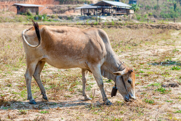 Kho-Lan cows on pasture in Thai village