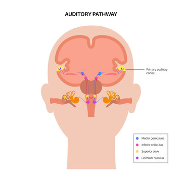 Auditory pathway diagram