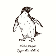 Adelie penguin (Pygoscelis adeliae) standing front view. Ink black and white doodle drawing in woodcut style.