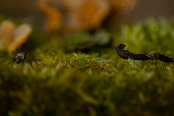 ants on the grass