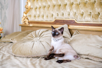 The theme is luxury and wealth. Young cat without a tail thoroughbred Mecogon bobtail lies resting...