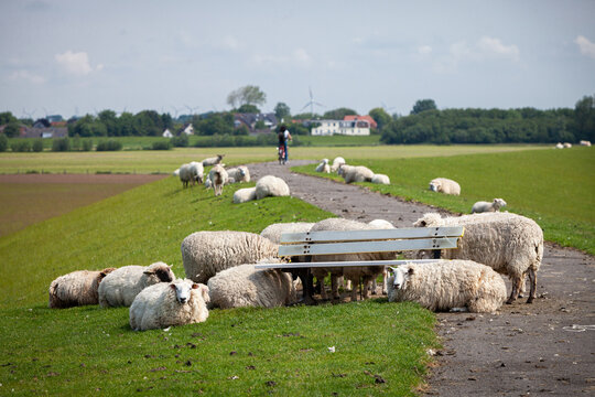 Schafe auf dem Deich in Norddeutschland