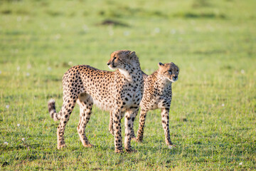 Two cheetahs standing out in the open. Taken in Kenya