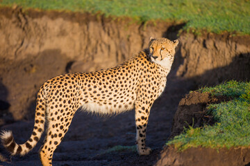 A female cheetah standing in a depression on the Massai Mara, Kenya