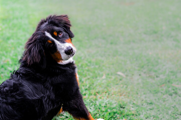 Beautiful Bernese Mountain Dog puppy