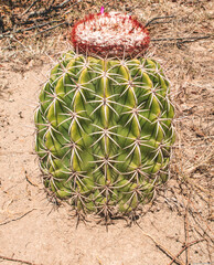 CACTUS DE DESIERTO