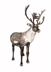  Large reindeer. Isolated watercolor illustration of a herbivore on a white background.