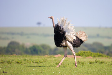 A male Ostrich walking on the Massai Mara Reserve, Kenya