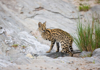 A Serval cat standing on some rocks. Taken in Kenya