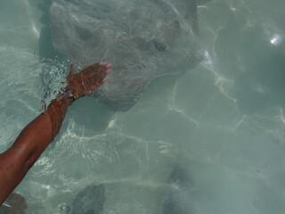Black Woman's Hand Stroking a Large Stingray While it's Swimming Through Crystal Clear Shallow...