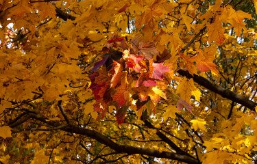Maple branches with beautiful colorful autumn leaves