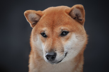 Shot of orange shiba inu dog posing against dark background
