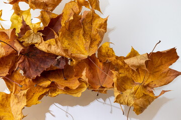 Dry colorful autumn leaves on white background