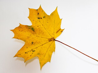 Bright yellow autumn leaves on a white background. texture