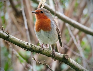 robin on a branch