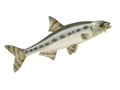 goujon, poisson, d'eau douce,  aliment, isol&eacute;, frais, blanc, brut, fruits de mer, animal, p&ecirc;che, ailette, sain, mer, queue, eau douce, attraper, fond blanc, t&ecirc;te,, nature, argent