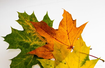 Bright yellow-green autumn leaves on a white background. texture