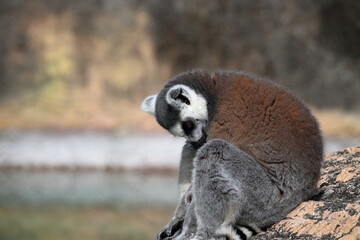 ワオキツネザル　丸い背中　秋