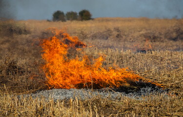 Close-up background of fire is rising from burning straw to black ash and smoke