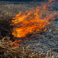 Close-up background of fire is rising from burning straw to black ash and smoke