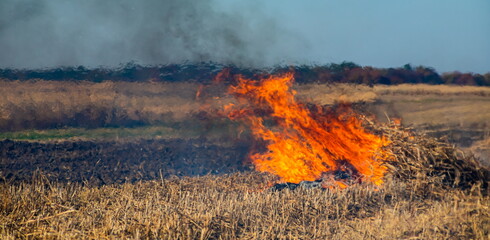 incineration of agricultural waste - smog and pollution. Harmful emissions from burning hay and straw in agricultural fields