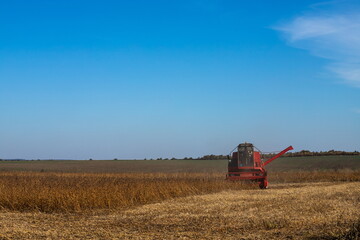 Fototapeta premium Red combine harvesting a crop of soybeans