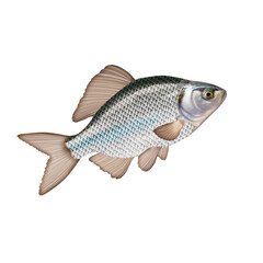 bouvière , poisson, d'eau douce,  aliment, isolé, frais, blanc, brut, fruits de mer, animal, pêche, ailette, sain, mer, queue, eau douce, attraper, fond blanc, tête,, nature, argent