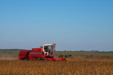 Fototapeta premium Red combine harvesting a crop of soybeans