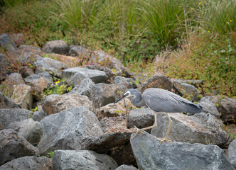 White Faced Heron on Rocks with Worm In It’s Beak Selective Focus with Copy Space