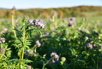 Phacelia