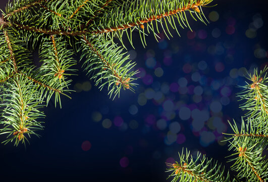 Spruce branch on colored lights on blurred bacground. Christmas or New Year background image