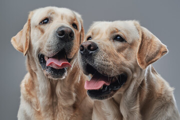 Portrait of two labrador retriever dogs posing together