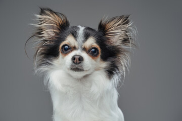 Purebred fluffy chihuahua doggy posing against gray background