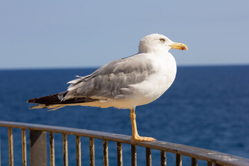 Seagull, seabird, flying and relaxed, soaring through the skies