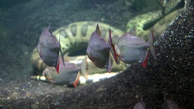 A flock fish of the Metynnis hypsauchen in water with the green anaconda (Eunectes murinus).