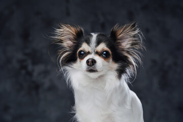 Purebred fluffy chihuahua doggy posing against dark background