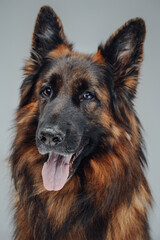 Headshot of happy belgian shepherd against white background