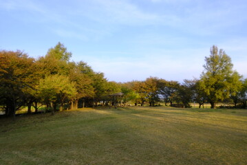 初秋の公園、木々