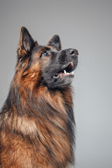 Portrait of adorable pedigreed shepherd belgian tervuren breed