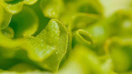 MACRO, DOF: Detailed view of rain watering a lettuce on a rainy spring day.