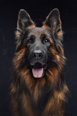 Portrait of panting belgian shepherd against dark background
