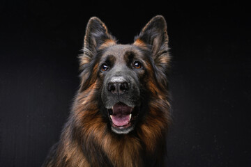 Beautiful belgian guard dog with dark brown fur