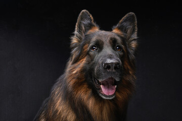 Cheerful dark brown belgian shepherd against dark background