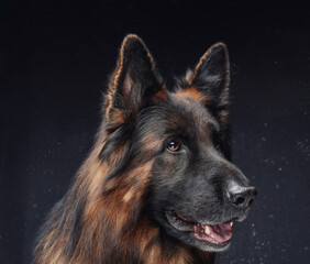 Purebred dark brown sheepdog against dark studio background