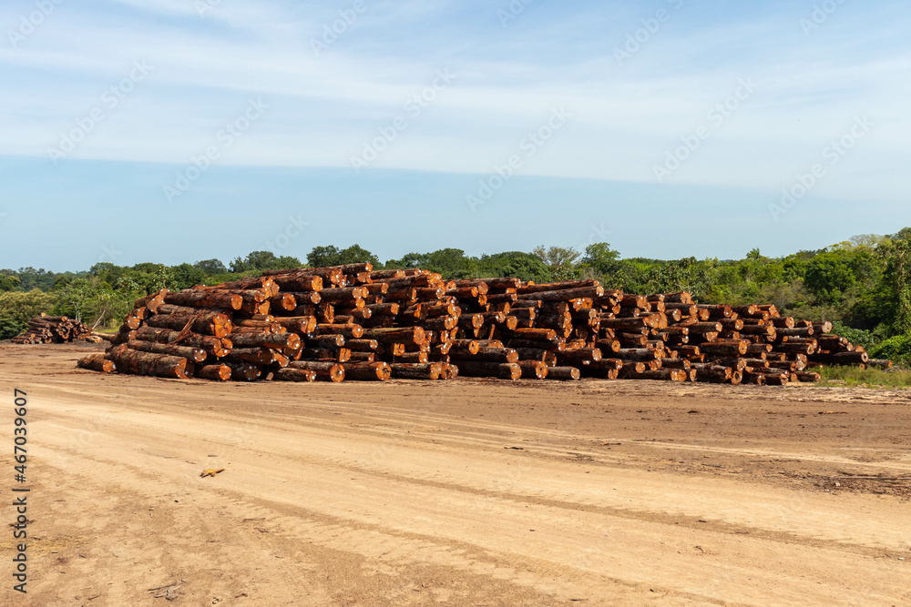 Wall mural stack of logs extracted from an area of ​​brazilian amazon rainforest.