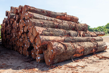 Stack of logs extracted from an area of ​​Brazilian Amazon rainforest.