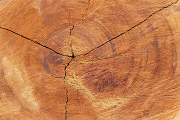 Texture of a face of a tree trunk shortly after being cut with chainsaw.