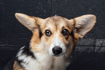 Cheerful pedigreed corgi dog with long ears against dark wall
