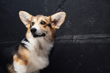 Obraz premium Portrait of welsh corgi doggy against dark wall