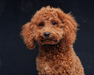 Fluffy miniature poodle with orange fur against dark background
